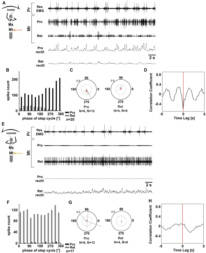 Motor output of the metathoracic protractor and retractor coxae MN pools in the deafferented ganglion during front leg (FL) inside (A–D) and outside (F,H) stepping of the same animal. (A) FL flexor EMG recording (top), together with extracellular recordings of the ipsilateral protractor (nl2 nerve, second trace) and retractor (nl5 nerve, third trace) nerve during an inside stepping sequence, as well as the rectified protractor and retractor activities (fourth and fifth trace); (B) Phase histogram of protractor and retractor nerve activity from the experiment in (A) with respect to the FL step cycle; (C) Polar plots with the spike event maxima (grey vectors) and their mean (red) for the metathoracic protractor (left) and retractor (right) with respect to the FL step cycle; (D) cross-correlation analysis of the protractor and retractor activity. (E) FL flexor EMG (top), together with extracellular recordings of the ipsilateral protractor (second trace) and retractor (third trace) nerve during an outside stepping sequence, as well as the rectified protractor and retractor activities (fourth and fifth trace); (F) Phase histogram of protractor and retractor nerve activity from the experiment in (E) with respect to the FL step cycle; (G) Polar plots with the spike event maxima (grey vectors) and their mean (red) leg for the metathoracic protractor (left) and retractor (right) with respect to the FL step cycle; (H) cross-correlation analysis of the protractor and retractor activity. N = number of animals; Ń = number of hemiganglia; n = number of analyzed steps. Pr, Mt: Pro- and Metathoracic location of the recording, respectively; Pro, Ret: protractor coxae and retractor coxae motor neuron activity from nerves nl2 and nl5, respectively. The sketch indicates a stick insect with front legs in a flexed (inside) or stretched (outside) position, and the arrow above indicating the turning direction, the arrow on the side the recorded thoracic segment.