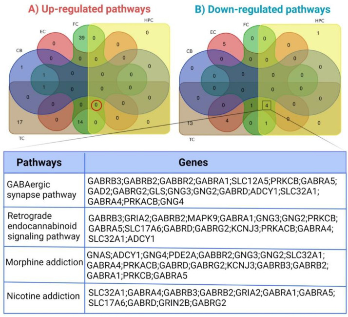 Venn diagram of KEGG pathway enrichment analysis on (A) Up-regulated and (B) Down-regulated pathways based on adjusted p-value. TC, temporal cortex; FC, frontal cortex; EC, entorhinal cortex; HPC, hippocampus; CB, cerebellum.