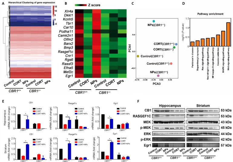 Molecular mechanisms of Cur/SLNs-HU-211 on neural differentiation in MDD model mice.(A) Heatmap representing the global gene-expression pattern of transcription factors in the hippocampus. A total of 505 differentially expressed genes were identified between CBR1+/+ CORT + Cur/SLNs-HU-211 and CORT alone. (B) Representative genes are listed, and these 17 genes are mostly neurodevelopment-associated. (C) 2-dimensional principal component analysis (PCA), using genome-wide expression data. (D) Kyoto Encyclopedia of Genes and Genomes pathway analysis between the CBR1+/+ CORT + Cur/SLNs-HU-211 and CORT alone groups. The mitogen-activated protein kinase pathway ranked second. (E) Quantitative reverse transcription-polymerase chain reaction analysis of CBR1, Rasgef1c, and Egr1. All groups were normalized against the CBR1+/+ control group. Data are presented as the mean ± SD (n = 3/group). *P < 0.05 (one-way analysis of variance, followed by the least significant difference test). (F) Western blot images for CBR1, RASGEF1C, MEK, p-MEK, ERK, p-ERK, and Egr1. CBR1–/–: Cannabinoid receptor 1 knockout; CBR1+/+: wild-type; CORT: corticosterone; Cur/SLNs-HU-211: solid-lipid nanoparticles loaded with curcumin and dexanabinol; Egr1: early growth response 1; ERK: extracellular signal-regulated kinase; MDD: major depressive disorder; MEK: mitogen-activated protein kinase kinase; NPs: nanoparticles loaded with curcumin and dexanabinol (Cur/SLNs-HU-211); p-ERK: phospho-extracellular signal-regulated kinase; p-MEK: phospho-mitogen-activated protein kinase kinase; RASGEF1C: RasGEF domain family member 1C.
