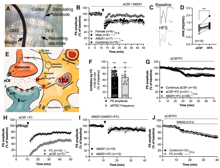 Inhibition of the TCA cycle in astrocytes facilitates striatal HFS-LTD. (A) Micrograph demonstrating the position of recording and stimulating electrodes in the DLS. (B) HFS induced LTD in brain slices from both female and male rats in a CB1R-dependent manner. (C) Example traces demonstrating evoked field potentials at baseline (black) and after HFS (gray). Calibration: 0.2 mV, 2 ms. (D) The PPR was significantly enhanced following HFS, indicating that synaptic depression is associated with a decrease in the probability of transmitter release. (E) Schematic and simplified drawing of the tripartite synapse. Striatal astrocytes are extensively interconnected through gap junction channels and form a syncytium that may even include cortical astrocytes. Astrocytes may regulate neurotransmission through the clearance of glutamate by releasing gliotransmitters and by influencing neurovascular coupling. Inhibition of the TCA-cycle in astrocytes using the metabolic uncoupler FC has been demonstrated to decrease the clearance of glutamate resulting in reduced release of the substrate glutamine. Incubation with FC further leads to reduced release of gliotransmitters and bioactive molecules, and impaired astrocytic calcium signaling [39,40,50,51]. (F) Perfusion of FC (5 μM) for 30 min depressed the evoked PS amplitudes and reduced the frequency of glutamatergic inputs onto MSNs. (G) Synaptic depression induced by FC was not CB1R-dependent. (H) Facilitation of HFS-LTD was observed in slices pretreated with FC for at least 60 min and continuously throughout the experiment. (I) The CB1R antagonist prevented HFS-LTD in both aCSF- and FC-treated slices, suggesting that facilitation of LTD is associated with eCB signaling. (J) Synaptic depression induced by the CB1R agonist was not enhanced during the metabolic inhibition of astrocytes. Data are mean values ± sem. Arrows mark time-points for HFS. n = number of recordings, taken from at least four animals. n.s. = not significant. ** p < 0.01; *** p < 0.001.