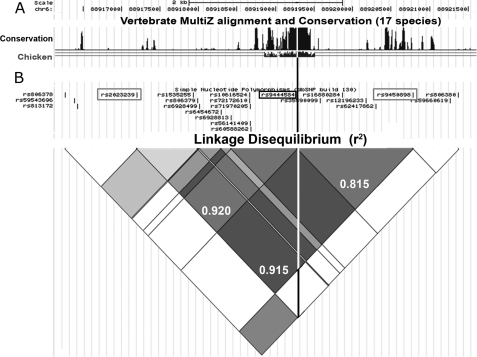 rs9444584 is in strong LD with rs92023230 and rs9450896 and occurs within a region of CNR1 intron 2 that has been conserved for 310 million years. A, a 17-species vertebrate alignment plot from the UCSC Genome Browser highlights the presence of a putative enhancer region conserved between birds and humans. The white line represents the location of rs944458 within this sequence. The top scale bar represents linear distance (2 kb), and the second scale bar represents coordinates in base pairs along the length of human chromosome 6. B, an LD heat map analysis of SNPs within CNR1 intron 2 derived from the UCSC browser demonstrating levels of LD (r2) between the different SNPs. This map is in linear register with the graph in A. Exact measurements of LD (as calculated by SNAP LD) are displayed as decimal fractions in the grey diamonds linking the three SNPs of interest (rs9444584, rs92023230, and rs9450896). The location of rs9444584 is highlighted using a black box and line. The locations of rs92023230 and rs9450896 are highlighted using gray boxes.
