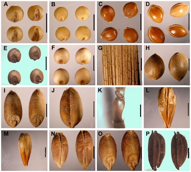 Materials chosen for macrofossil analysis.(A), (B) caryopses of Setaria italica; (C) grains with palea and lemma of Setaria italica; (D) grains with palea and lemma of Panicum miliaceum; (E), (F) caryopses of Panicum miliaceum; (G) a leaf sheath of Panicum miliaceum; (H) fruits of Cannabis sativa; (I), (J) caryopses of Triticum aestivum; (K) rachis segment of Triticum aestivum; (L), (M) one grain with palea and lemma of Hordeum vulgare; (N), (O) caryopses of Hordeum vulgare var. coeleste; (P) grains with palea and lemma of Oryza sativa. (Scale bar: 2 mm).