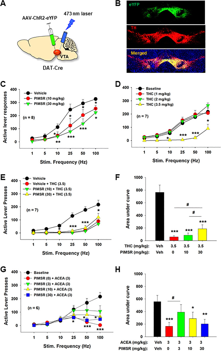 Effects of PIMSR on oICSS maintained by optical stimulation of VTA DA neurons in DAT-Cre mice.A A diagram showing the experimental methods for oICSS. B Representative images of TH-immunostaining (red) and fluorescent ChR2-eYFP expression (green) in the VTA, illustrating TH and ChR2-eYFP colocalization in VTA DA neurons. C Systemic administration of PIMSR inhibited optical ICSS (n = 8). D Δ9-THC alone also inhibited oICSS at a high dose (3.5 mg/kg) and shifted the stimulation-response curve downward (n = 7). E Pretreatment with PIMSR failed to significantly alter Δ9-THC-induced reduction in oICSS (n = 7). F However, the AUC assays for the data shown in E revealed a significant reduction in Δ9-THC’s action on oICSS after PIMSR pretreatment. G PIMSR also attenuated ACEA-induced reduction in oICSS (n = 6). H The AUC assays for the data shown in G revealed a significant reduction in ACEA action on oICSS after 3 mg/kg PIMSR pretreatment. *p < 0.05, compared to vehicle at each stimulation frequency. #p < 0.05, compared to Δ9-THC or ACEA treatment group.