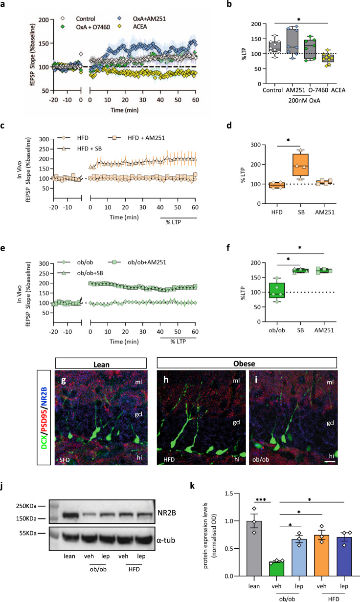 OxA-mediated impairment of AHN and plasticity of MPP-DG occurs via 2-AG/CB1 signaling.a Plot of the fEPSP slope recorded in brain slice of lean mice before and after the induction of the LTP (time 0) in lean mice, OxA 200 nM +AM251, OxA 200 nM +O7460, ACEA. n = 10 slices (control), n = 8 slices (OxA + AM251), n = 7 slices (OxA +O7460), n = 9 slices (ACEA) from n = 5 mice/treatment; data are presented as mean values ± SEM. b Box plot of the LTP in the four experimental conditions. n = 10 slices control, n = 8 from OxA +AM251, n = 7 OxA +O7460, n = 9 ACEA from five mice each. Slope 40−60 min post HFT in lean mice = 120.5% ± 6.9%; AM251 (4 µM) 40−60 min post HFT: 135.8% ± 14.83%; O-7460 (10 µM) slope 40−60 min post HFT: 121.1% ± 11.82%; ACEA (125 nM) slope 40−60 min post HFT: 84.73% ± 5.5%. Kruskal−Wallis test and post hoc Dunn’s multiple comparison test, *p < 0.05, Kruskal−Wallis statistic = 11.69. c Plot of the fEPSP slope recorded in vivo before and after the induction of the LTP in HFD mice (time 0), n = 4 mice per group, data are presented as mean values ± SEM. d Box plot of the LTP in the three experimental conditions in HFD mice, HFD + SB (SB—0.1 nmol/0.5 μl) and HFD + AM251 (0.5 nmol/0.5 μl). 195.7% ± 30.39% of the LTP baseline for HFD+SB; 109.4% ± 4.7% of the LTP baseline in HFD + AM251; Kruskal−Wallis test and post hoc Dunn’s multiple comparison test, *p < 0.05, Kruskal−Wallis statistic = 8, n = 4 mice per group. e Plot of the fEPSP slope recorded in vivo before and after the induction of the LTP (time 0) in ob/ob mice. n = 5 vehicle-injected, n = 4 SB-injected and n = 4 AM251-injected ob/ob mice; data are presented as mean values ± SEM. f Box plot of the LTP in the three experimental conditions in ob/ob mice, ob/ob + SB (SB—0.1 nmol/0.5 μl) and ob/ob + AM251 (0.5 nmol/0.5 μl). LTP was 175.6% ± 3.77% in ob/ob + SB and 190% ± 21.5% in ob/ob + AM251. n = 5 ob/ob, n = 4 ob/ob + SB, n = 4 ob/ob + AM251 Kruskal−Wallis test and post hoc Dunn’s multiple comparison test, *p < 0.05, Kruskal−Wallis statistic = 8.69. The box plots elements are: center line, median (Q2); square symbol, mean; box limits, 25th (Q1)−75th (Q3) percentiles; whisker length is determined by the outermost data points. g−i NR2B downregulation in DG of obese mice. Confocal images of DCX/PSD95/NR2B immunolabeling of DG in lean (g), obese HFD (h), and ob/ob (i) mice showing a wide density of distribution of NR2B-ir (blue) at IML-MML DG of lean mice and colocalization with PSD95-ir (red) at postsynaptic side of DCX-ir dendritic spines. Scale bar: 10 µm. Immunolabeling was repeated n = 3 times independently in different DG sections from n = 6 mice per group, with similar results. j, k Measurement of NR2B subunit expression. Effect of leptin on NR2B subunit expression in lean, ob/ob, and HFD mice treated with or without leptin evaluated by western blot analysis. j Representative blot showing the band intensity of NR2B subunit in the aforementioned experimental mice. k Bar graphs showing the quantification of phospho-NR2B subunit normalized to α-tubulin. Data represent the means ± SEM from n = 3 mice/group. Data sets were compared by one-way ANOVA followed by Tukey’s test, *p < 0.05, ***p < 0.001, F = 10.63. Source data are provided as a Source Data file.