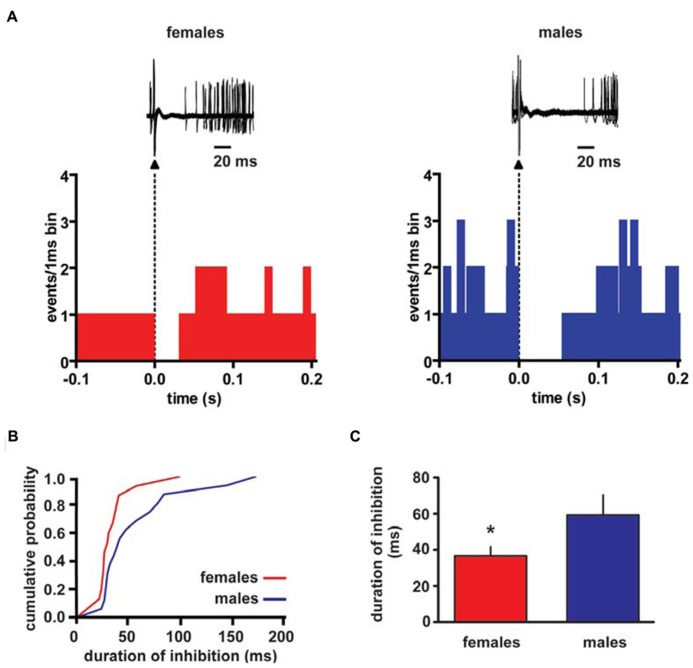 Rostromedial tegmental nucleus (RMTg) stimulation induces a shorter inhibition of VTA DA neuron spontaneous activity in female LH rats. (A) The top panel shows traces acquired from a digital oscilloscope representing typical examples of a VTA DA neuron recorded in female (left panel) and male (right panel) LH rat, whose stimulation from RMTg was evoked by delivering rectangular current pulses (1 Hz, 0.5 mA, 0.3 ms). RMTg-stimulation produced a full suppression in firing activity of VTA DA neurons for ~36 and ~60 ms in female and male LH rats, respectively. The arrowheads indicate the stimulus artifacts. The bottom panel shows peristimulus time histograms of the cells displayed in the top panel (100 consecutive sweeps). (B) Cumulative distribution plot of duration of inhibition from RMTg shows a reduced RMTg-evoked inhibition of VTA DA cells in female (n = 15) and male (n = 16) rats. (C) Summary graph histogram showing sex differences in averaged effect induced by RMTg stimulation on VTA DA cell activity. Data are expressed as mean ± SEM. *P < 0.05.