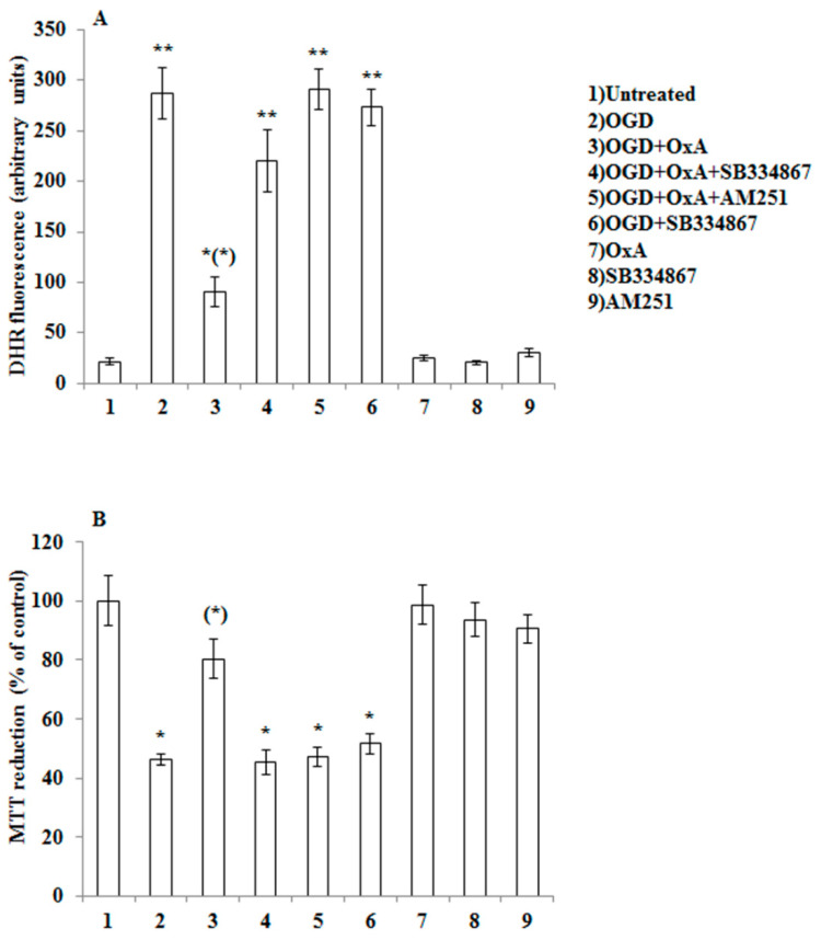 OX-A prevents OGD-mediated ROS toxicity in primary cortical neurons. (A) DHR-loaded cells were incubated with AM251 (0.5 µM) or SB 334867 (10 µM) for 15 min, exposed to OX-A (0.2 µM) for an additional 30 min and, finally, subjected to OGD for 60 min. The cells returned to the incubator under normoxic conditions for 1.5 h before analysis with a fluorescence microscope as described in Figure 1. Results expressed as arbitrary units represent the mean ± SEM calculated from three to five separate experiments, each performed in duplicate. * p < 0.05, ** p < 0.001 vs. control cells; (*) p < 0.001 vs. OGD-treated cells (one-way ANOVA followed by Bonferroni test). (B) Neurons were treated as described in (A) and after 20 h in the incubator under normoxic conditions were analyzed for cell viability using the 3-(4,5-dimethylthiazol-2-yl)-2,5-diphenyltetrazolium bromide (MTT) assay. Results are expressed as the percentage of viable cells detected following OGD compared to control normoxic plates. Results represent the mean ± SEM of three to five separate experiments, each performed in duplicate. * p < 0.001 vs. control cells; (*) p < 0.001 vs. OGD-treated cells (one-way ANOVA followed by Bonferroni test).