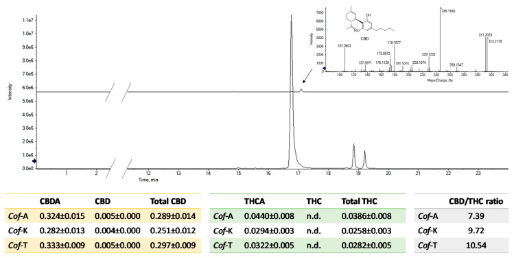 XICs of acidic cannabinoids CBDA, THCA-A and CBCA and of neutral CBD. In the tables, the amount of each compound is reported as wt % of dried moka coffee drinks (n.d. = not detected; Cof-A = coffee enriched with C. sativa cv. Antal shredded inflorescences; Cof-K = coffee enriched with C. sativa cv. Kompolti shredded inflorescences; Cof-T = coffee enriched with C. sativa cv. Tiborszallasi shredded inflorescences).
