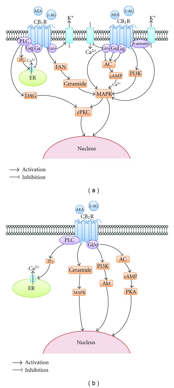 Intracellular signaling pathway of endocannabinoid system in neuroprotection. This graph shows the endocannabinoid system and the post-receptor signaling pathway involved in its neuroprotective effect. (a) signaling pathway of CB1R in neuroprotection; (b) signaling pathway of CB2R in neuroprotection. AEA: N-arach-idonoyl-ethanolamine-anandamide; 2-AG: 2-arachidonylglycerol; CB1R: cannabinoid receptor type 1; PLC: phospholipase c; IP3: inositol triphosphate; ER: endoplasmic reticulum; DAG: diacylglycerol; FAN: factor associated with neutral sphingomyelinase; AC: adenylatecyclase; cAMP: cyclic adenosine monophosphate; PI3K: phosphatidylinositol 3-kinase; MAPK: mitogen-activated protein kinase; εPKC: epsilon protein kinase C; PKA: protein kinase A; AKT: protein kinase B.