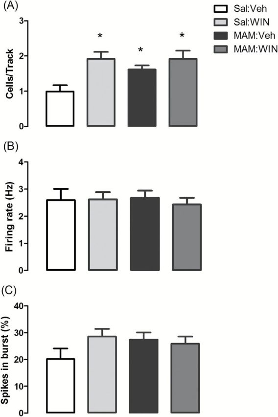 MAM rats and WIN-treated normal rats showed increases in the number of DA neurons firing spontaneously. (A) Pubertal WIN treatment (1.2mg/kg, i.p.; PD40–PD65; Sal:WIN, n = 7, 92 neurons) increased the number of spontaneously active DA neurons (presented as cells/track) compared to control group (Sal:Veh, n = 6 rats, 46 neurons). MAM:Veh (n = 7, 78 neurons) and MAM:WIN rats (n = 7, 90 neurons) also had a significantly higher number of DA neurons firing per electrode track compared to Sal:Veh, but WIN treatment did not significantly alter the number of DA neurons firing in MAM-treated rats compared to MAM:Veh. (B) Average firing rate and (C) percentage of spikes fired in bursts were not significantly different. *p < 0.05 vs. Sal:Veh rats, 2-way ANOVA followed by Bonferroni post hoc test.