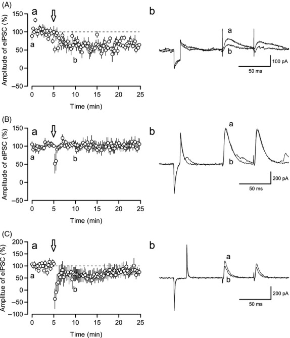 (A) a. Time course of the eIPSC amplitude recorded using gramicidin-perforated patch clamp recording (n = 5). Fifteen depolarizing train pulses (−64.3 mV to −14.3 mV for 1 sec at 0.5 Hz) were applied at t = 5, arrow; b. representative traces from this experiment recorded before (a, t = 0) and after (b, t = 10) PC depolarization in a (arrow). (B) a. Time course of the eIPSC amplitude recorded using a BAPTA-containing pipette solution (n = 9); b. representative traces of this experiment recorded before (a, t = 0) and after (b, t = 10) PC depolarization in a (arrow). (C) a. Time course of eIPSC amplitude in HEPES-ACSF (n = 9); b. representative traces of this experiment recorded before (a, t = 0) and after (b, t = 10) PC depolarization in a (arrow).