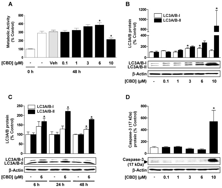 CBD induces a concentration-dependent increase in cellular autophagy, but it regulates metabolic activity and apoptosis differently depending on the concentration. (A) Concentration-dependent effect of CBD on viability of HUVEC. Concentration- (B) and time-dependent (C) effect of CBD on light chain 3 A (LC3A)/B-I/II expression. (D) Concentration-dependent effect of CBD on caspase-3 cleavage. Cells were incubated with CBD for 48 h (A), 24 h (B,D) or for the times indicated (C). Percent control represents comparison with vehicle-treated cells (100%) in the absence of test substance, in (A) with non-treated cells at 0 h (100%). Expression values were normalized to β-actin. Values are means ± SEM of n = 20–21 (A), n = 6 (B), n = 3 (C), or n = 10 (D) experiments. The values for blots were determined by densitometric analysis. Representative blots are shown. * p < 0.05 vs. corresponding vehicle control, in (A) vs. vehicle (Veh) at 48 h; one-way ANOVA with Dunnett´s post hoc test (A,B,D) or Student´s two-tailed t test (C).