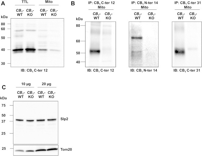 Specific identification of CB1 receptors in purified brain mitochondria by Western blot analyses. (A) Representative immunoblotting of CB1 receptors from CB1-WT and CB1-KO brain lysates, using rabbit anti-CB1 C-ter12 antibody. (B) Representative immunoblotting (three independent experiments) showing that CB1 receptors are specifically immunoprecipitated from wild-type purified brain mitochondria with different CB1 receptor antibodies. CB1 C-ter12: primary rabbit anti-CB1 antibody binding to a 12 amino acids sequence of the C-terminus; CB1 N-ter14: primary rabbit anti-CB1 antibody binding to a 14 amino acids sequence of the N-terminus; CB1 C-ter31: primary goat anti-CB1 antibody binding to a 31 amino acids sequence of the C-terminus. (C) Immunoblot of Slp2 from CB1-WT and CB1-KO brain lysates (10 and 20 μg), Tom20 used as mitochondrial loading control.
