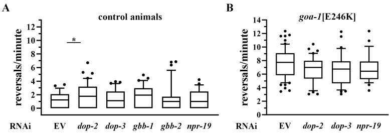 Genetic reduction in GPCRs coupled to inhibitory G proteins has limited effects on locomotion. RNAi-mediated knockdown of GPCRs acting upstream of inhibitory Gi/o proteins was performed in rrf-3(0) animals (A) and in goa-1[E246K] mutants (B). Reversal rate was measured following silencing of dop-2/dop-3 (D2-like dopamine receptors), gbb-1/gbb-2 (GABAB receptor subunits), or npr-19 (cannabinoid receptor). RNAi treatment produced only minor effects on locomotion, with a modest increase in reversal rate observed upon dop-2 silencing. Data are expressed as mean ± SEM of at least three independent assays and are normalized to EV-treated controls. Statistical analysis was performed using an unpaired t-test with Welch’s correction (* p < 0.05). The number of animals tested are reported in Table S6.