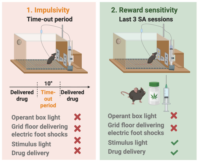 Phenotypic traits as markers of vulnerability to addiction: impulsivity and sensitivity to reward.Impulsivity-like behavior was quantified as the number of non-reinforced active responses emitted during the 10-s time-out period following each WIN 55,212-2 infusion, averaged across the 3 days preceding the progressive-ratio (PR) test (higher counts indicate greater difficulty inhibiting responding once initiated). Sensitivity to reward was assessed as the total number of reinforcers earned during 2-h sessions across the last three consecutive FR2 self-administration sessions maintained by WIN 55,212-2, with higher reinforcer counts reflecting greater reward sensitivity.