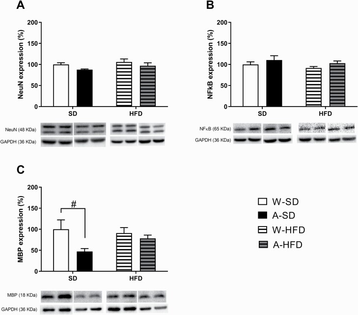 Effects on (A) NeuN, (B) NFκB, and (C) MBP protein expression in prefrontal cortex induced by PLAE and the subsequent exposure to a standard diet or a high-fat diet (HFD) for 8 weeks. Results are expressed as mean ± SEM. #P < .05 vs water-standard diet. (N = 5/group).