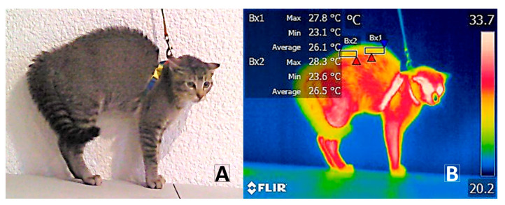 Piloerection and body posture during negative interaction. (A) Digital image of the piloerection response, where the increased volume is observed due to the rigid posture of the fur. (B) Thermographic image of the piloerection reaction. A decrease in temperature is observed in the dorsal region corresponding to the thermal windows T°CHEST (B × 1) and T°lumb (B × 2). Red triangles represent the highest temperatures. Blue triangles represent the lowest temperatures.