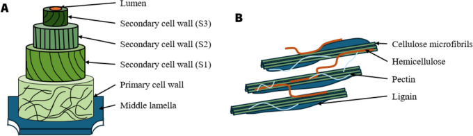 A simplified schematic of the plant cell wall including the three primary layers: the middle lamella, the primary cell wall, and the secondary cell wall (A). The main polysaccharides and lignin forming the plant cell wall (B) (inspired by Rytioja et al. 2014, with permission)