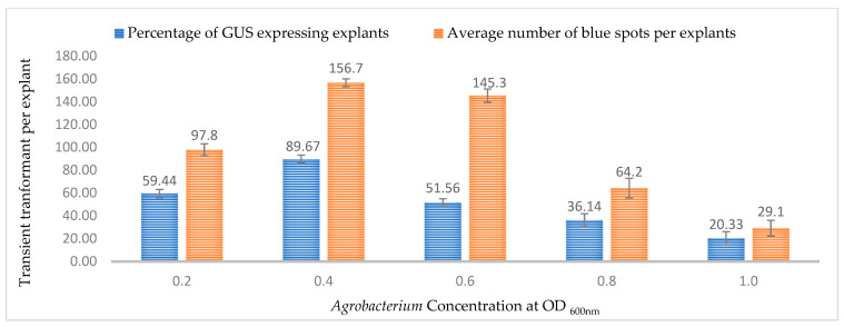 Effect of bacterial density at OD600nm = 0.6 on transformation efficiency based on transient β-glucuronidase (GUS) expression. Infection frequency was calculated as the percentage of GUS-positive explants from 3-week-old leaves out of the total number of explants examined. The number of GUS foci per explant is the average number of GUS-positive foci in at least three independent explants. The data are represented as means ± standard error (SE). To optimize the individual parameter, each experiment contained 25 to 30 samples and each experiment had 3 replications (n = 75).