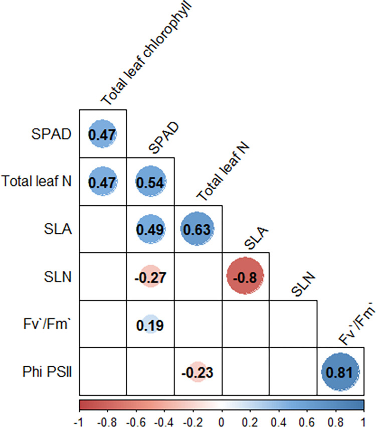 Correlation between SPAD, leaf chlorophyll content, leaf N content, SLA, SLN, Fv’/Fm’, and ΦPSII.
