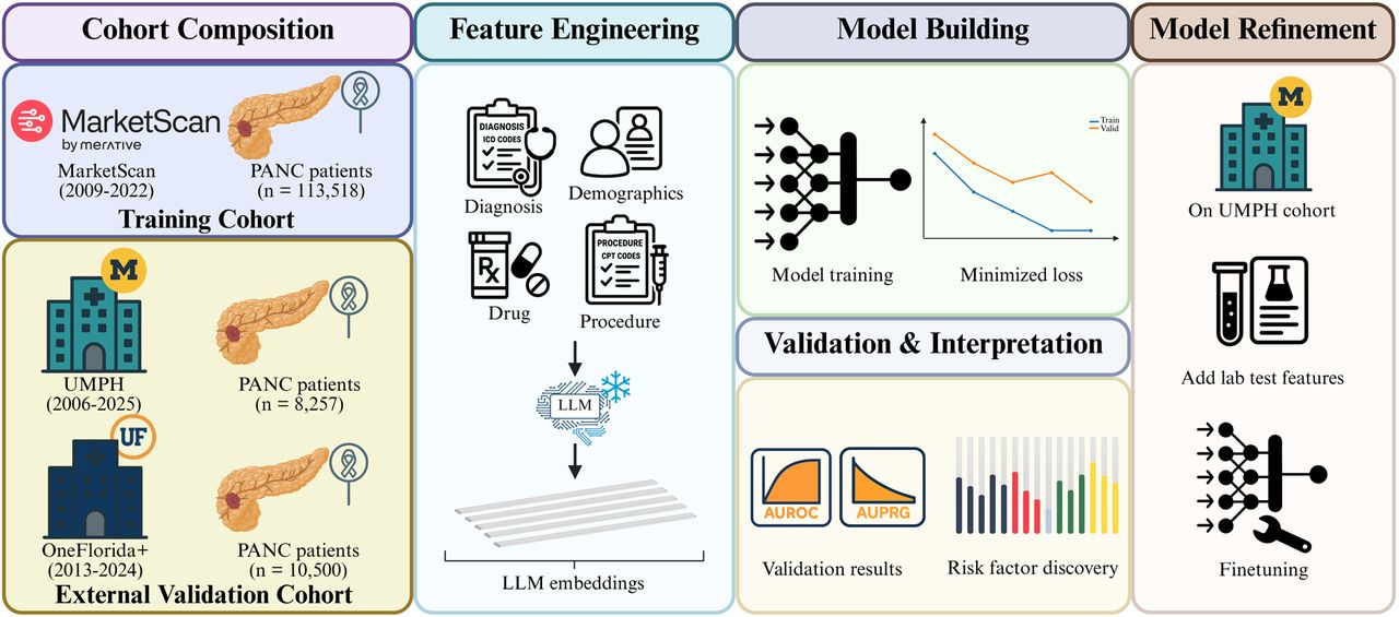 Overall workflow of this study.(1) Cohort selection: The MarketScan cohort was used for model training, while two independent cohorts (UMPH and OneFlorida+) served as external validation datasets. (2) Feature Engineering: During model training, diagnoses, procedures, and medications were extracted as inputs. Standardized textual descriptions of these medical codes were encoded into embeddings using a pretrained LLM. (3) Model Building and Validation: The generated embeddings were passed into a Transformer-based model, with the best model selected based on minimized validation loss. Evaluation was conducted on the held-out test set and external validation cohorts. Attribution analysis using Integrated Gradients (IG) was applied to identify key risk factors. (4) Model Refinement: Fine-tuning was further performed on the UMPH cohort to include additional laboratory tests into the pretrained model using MarketScan data. UMPH: University of Michigan Precision Health; PANC: pancreatic cancer.