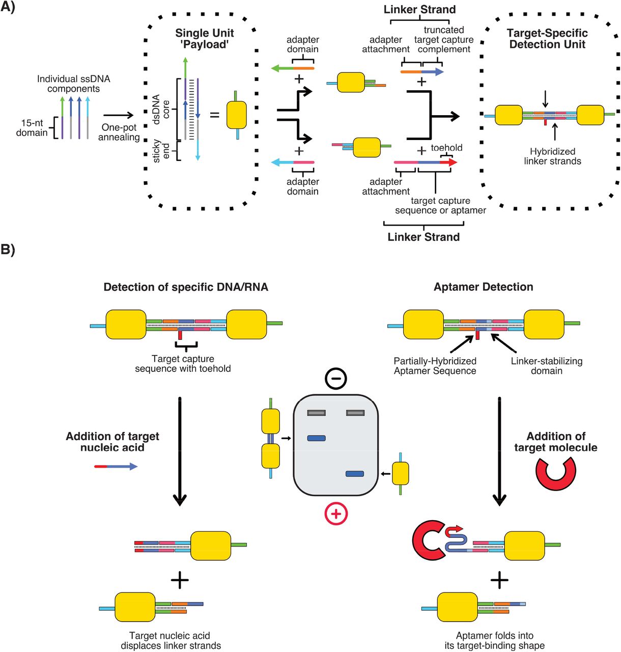 Assembly of payload structures and detection principle. A) Payload structure consists of a 30-bp dsDNA core with two unique 15-nt sticky ends. Adapter strands can be used to standardize attachment points. Payloads can then be attached together using partially hybridized linker strands. B) In the presence of the target biomarker, the connection between the two payloads in the dimer is broken, leaving individual single payloads. This causes a clear gel band shift, allowing for target detection. When targeting DNA/RNA, the capture strands are unraveled through toehold-mediated strand displacement. For targeting other types of biomarkers, the capture strands consist of a partially-hybridized aptamer. In the presence of the aptamer’s target, the aptamer should de-hybridize and fold into its target-binding shape, breaking the payload connection.