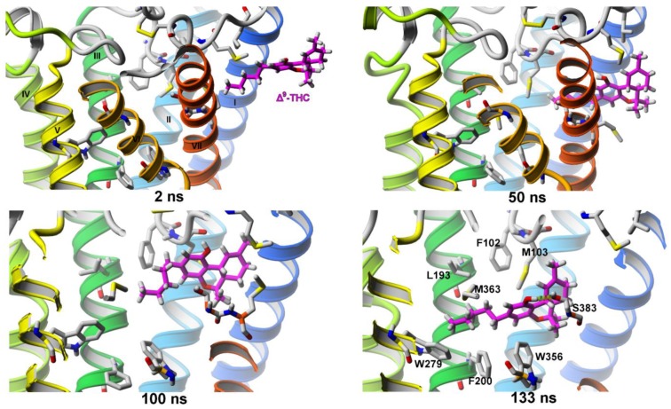 SuMD simulation of Δ9-THC entrance into the orthosteric binding site of the CB1 cannabinoid receptor.