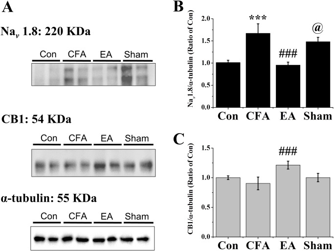 Expression levels of CB1 and Nav 1.8 in the DRGs.(A) Mice DRG homogeneous lysates were immunoreactive with specific antibodies to Nav 1.8, CB1, and α-tubulin (B) Levels of Nav 1.8, (C) Levels of CB1 were normalized with internal control α-tubulin and were compared to that of the control group (n = 6). *** p < .001 for means when compared with control group. p < .001 for means when compared with CFA group. @ p < .05 for means when compared with EA group.