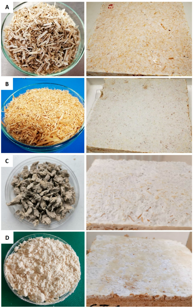 The main substrates and developed mycelium biocomposites with hemp shives (A), birch sawdust (B), waste fibers (C), and birch sanding dust (D).