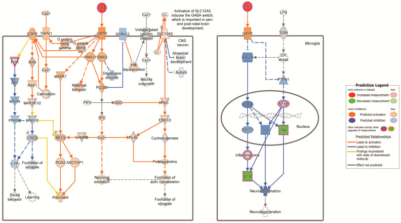 Oxytocin signaling brain pathway. The signaling pathway for the comparison, EAE/CBD asymptomatic vs. EAE/CBD symptomatic, was generated from IPA. Oxytocin was significantly increased (red) in CBD-treated asymptomatic mice, which is predicted to lead to downstream decreases (green) in tumor necrosis factor (TNF), interleukin-1B (IL1B), inflammasome, and PI3K. CO, corn oil (vehicle).