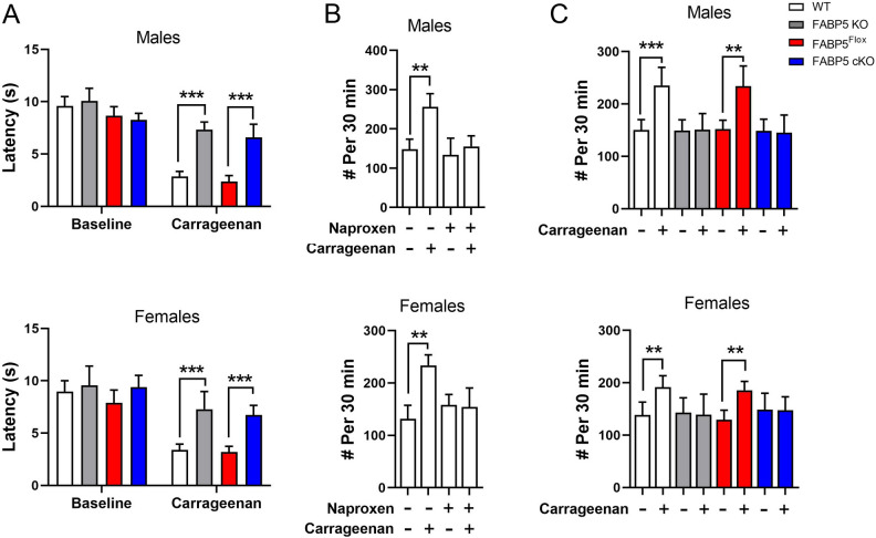 Deletion of FABP5 in nociceptors suppresses inflammatory hyperalgesia. (A) Thermal withdrawal latencies in male and female WT, FABP5 KO, FABP5Flox, and FABP5 cKO mice at baseline and 4 h after intraplantar carrageenan injection. ***p < 0.001 calculated using one-way ANOVA followed by Tukey post-hoc test (n = 6). (B) Behavioral spectrometer analysis of still behavior at baseline and after carrageenan injection in WT male and female mice administered naproxen (30 mg/kg, i.p.) or vehicle. **p < 0.01 calculated using paired t test (n = 6). (C) Still behavior in male and female WT, FABP5 KO, FABP5Flox, and FABP5 cKO mice at baseline and 4 h after carrageenan injection. **p < 0.01; ***p < 0.001 calculated using paired t test (n = 6).