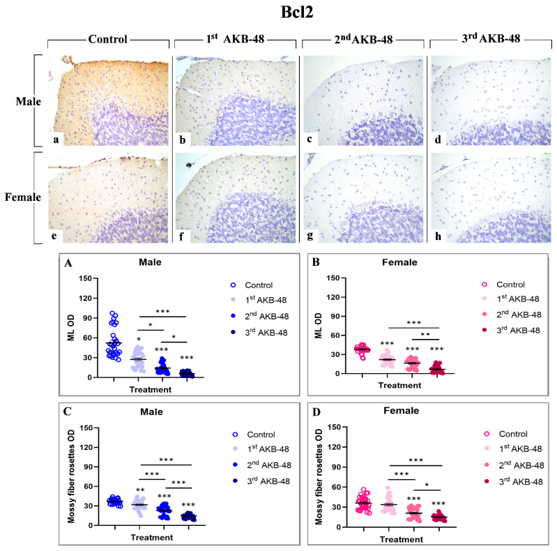 Immunohistochemical staining for Bcl2 in the cerebellar cortex of male and female mice, either untreated (control) or treated with increasing doses of AKB-48. Control (a,e), 1st AKB-48 dose (b,f), 2nd AKB-48 dose (c,g), and 3rd AKB-48 dose (d,h). Images (a–h), 40×. The histograms show the analysis of immunopositive ML OD in male and female mice (Panels (A) and (B), respectively) as well as immunolabeled mossy fiber rosette OD (Panels (C) and (D) for males and females, respectively). * p < 0.05, ** p < 0.01, *** p < 0.001. n = 5/group.