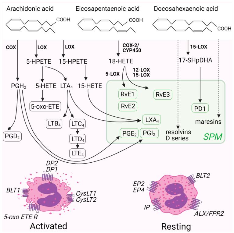 A schematic representation of PUVA metabolism into bioactive lipid mediators. PUVA are converted into bioactive lipid mediators capable of potentiating or inhibiting eosinophil activation via their specific G protein-coupled receptors. Abbreviations: 5-oxo-ETE, 5-oxo-eicosatetraenoic acid; 5-oxo-ETE R, 5-oxo-eicosatetraenoic acid receptor; ALX/FPR2, lipoxin A4 receptor/formyl peptide receptor 2; BLT 1 or 2, leukotriene B4 receptor 1 or 2; COX, cyclooxygenase; CYP450, cytochrome P450; CysLT1 or 2, cysteinyl leukotriene receptor 1 or 2; DP1 or 2, prostaglandin D2 receptor 1 or 2; EP2 or 4; prostaglandin E2 receptor 2 or 4; HETE, hydroxyeicosatetraenoic acid, HPETE, hydroperoxyeicosatetraenoic acid; HpDHA, hydroperoxydocosahexaenoic acid; IP, prostacyclin receptor; LOX, lipoxygenase; LTA4, leukotriene A4; LTB4, leukotriene B4; LTC4, leukotriene C4; LTD4, leukotriene D4; LTE4, leukotriene E4; LXA4, lipoxin A4; PD1, protectin D1; PGD2, prostaglandin D2; PGE2, prostaglandin E2; PGH2, prostaglandin H2; PGI2, prostacyclin; RvE1, resolvin E1; RvE2, resolvin E2; RvE3, resolvin E3; SPM, specialized pro-resolving mediators.