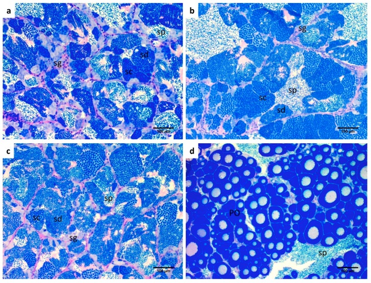 Histological images of gilthead sea bream gonads. Testicular tissue from (a) POST-CTRL (b) BPA LOW; (c) BPA HIGH and (d) ovotestis containing an ovarian part with primary oocytes (PO). Testicular part with spermatozoa (sp); sd: spermatids, sg: spermatogonia, sc: spermatocytes. Scale bar: 100 µm.
