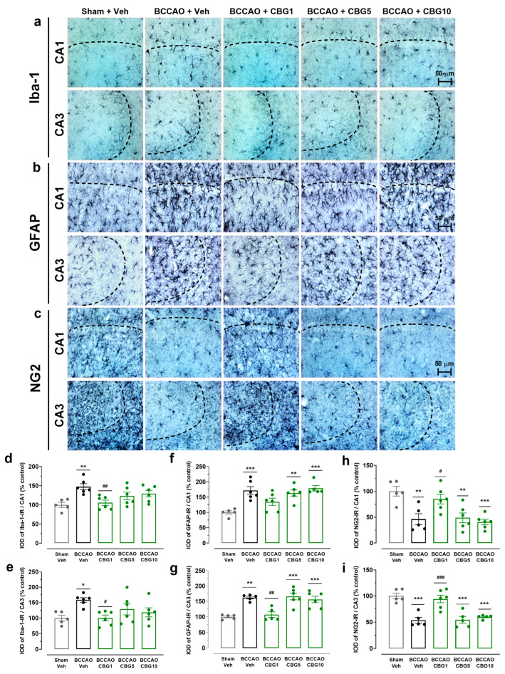 CBG reduces BCCAO-induced neuroinflammation in the hippocampus. (a–c) Representative photomicrographs of Iba-1-immunoreactive (Iba-1-IR), GFAP-immunoreactive (GFAP-IR), and NG2-immunoreative (NG2-IR) cells in the CA1 and CA3 subfields of the hippocampus. The dashed lines delimit the layers of neuronal bodies. (d,e) IOD of the microglia (Iba-1-IR) in the CA1 and CA3 subfields of the hippocampus. (f,g) IOD of the astrocytes (GFAP-IR) in the CA1 and CA3 subfields of the hippocampus. (h,i) IOD of the glial cell precursor (NG2-IR) in the CA1 and CA3 subfields of the hippocampus. The bars represent the mean ± SEM in the different groups (n = 5–6/group). * p < 0.05, ** p < 0.01, *** p < 0.001 for sham vs. BCCAO; # p < 0.05, ## p < 0.01, ### p < 0.001 BCCAO vs. BCCAO + CBG (one-way ANOVA followed by Sidak’s test).