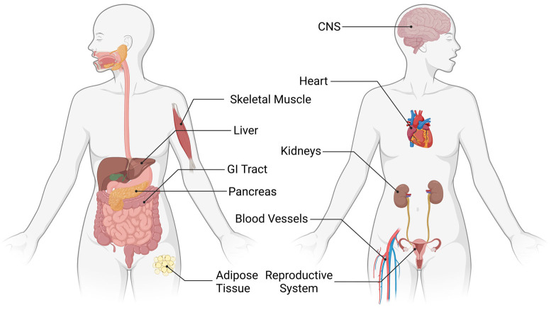 CB1 in the human body. Diagram highlighting the body systems in which CB1 is located and active within the human body. Organs and systems in which CB1 has been studied include the CNS, heart, blood vessels, skeletal muscle, gastrointestinal, liver, pancreas, adipose tissue, renal, and reproductive systems. Created with BioRender.com.