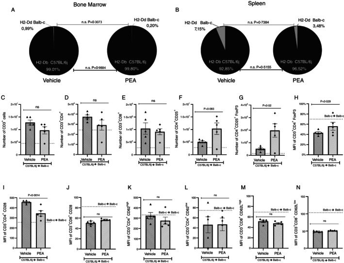 Evaluation of PEA treatment on engraftment process and chimerism in BALB‐c recipient mice. Schematic representation of the bone marrow and spleen engraftment process. The presence of mice MHC I H2‐Dd (BALB‐c) and H2‐Db (C57BL/6J) was verified by flow cytometry in bone marrow cells (A) and in spleen cells from Vehicle or PEA treated mice, 7 days after transplantation. The unpaired parametric two‐tailed Student's t test was used to assess differences between Vehicle and AEA, the groups were considered significantly different when p < 0.05 (n = 5 in all groups). Next, lymphocytes populations were analysed by flow cytometry, identifying (C) Number of CD3+ lymphocytes. (D) Number of CD3+CD4+ lymphocytes. (E) Number of CD3+CD8+ lymphocytes. (F) Number of CD4+CD25+ lymphocytes. (G) Number of CD4+CD25+ FoxP3+ lymphocytes. (H) Mean fluorescence intensity (MFI) of CD4+CD25+ FoxP3+. (I) MFI of CD28 in CD3+CD4+ lymphocytes. (J) MFI of CD28 in CD3+CD8+ lymphocytes. (K) MFI of CD3+CD4+ CD62Lhigh lymphocytes. (L) MFI of CD3+CD4+ CD62Llow lymphocytes. (M) MFI of CD3+CD8+ CD62Lhigh lymphocytes. (N) MFI of CD3+CD8+ CD62Llow lymphocytes. Treatment was performed from Day 0 until the end of the experiment. Groups were considered significantly different when p < 0.05, compared to allogeneic group treated with vehicle. Assessed by unpaired parametric two‐tailed Student's t test (n = 5 in all groups).