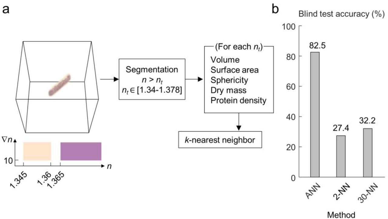 Comparison between artificial neural network (ANN) and conventional machine learning in image-based species identification.(A) An alternative identification approach based on handcrafted features of the three-dimensioanl refractive index tomogram and k-nearest neighbor (k-NN) algorithm. (B) The identification accuracy is compared between the proposed ANN approach and the k-NN analysis of handcrafted features. ANN outperforms k-NN by a huge margin, in both the best-performing case (k=30) and the worst-performing case (k=2).