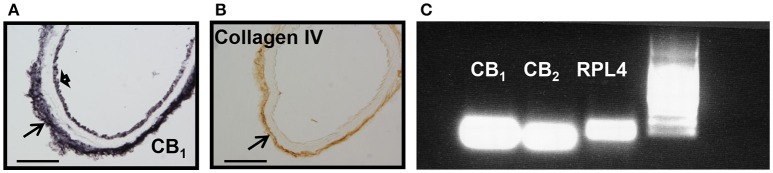 CB1, CB2, and collagen IV expression in mouse aorta. (A) CB1 immunostaining shown at endothelial cells (short arrow) and basal lamina (arrow), (B) while collagen IV is restricted to the basal lamina (arrow). Scale bar, 50 μm; representative images of n = 3 aortae for each immunostaining. (C) CB1 and CB2 mRNA expression in extracts from mouse aorta. RPL4 was used as control. Representative image of n = 3 independent experiments done with 3–4 pooled aortae.