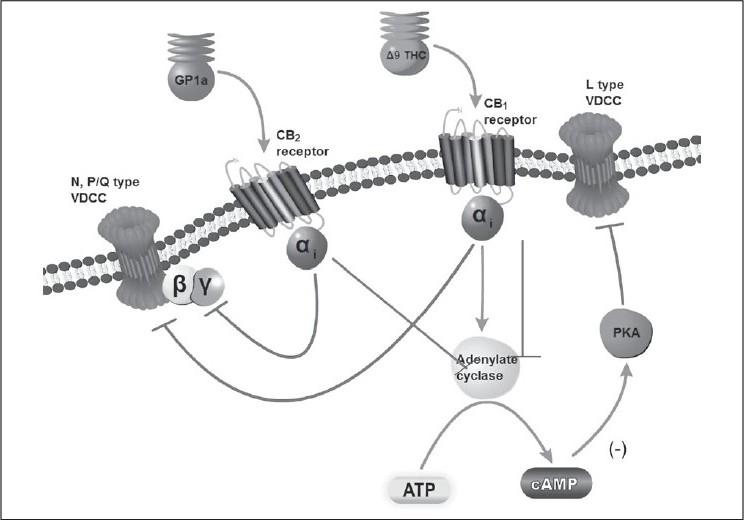 The metabotropic CB1 receptor exhibit 48% amino acid sequence identity with CB2 receptors and both of them are negatively coupled to adenylyl cyclase to inhibit cyclic AMP that indirectly inhibit L-type Ca 2 + channel. CB1 receptors couple via pertussis toxin -sensitive Gi/o proteins to inhibit N−, and P/Qtype Ca2 + channels and K + channels. The inhibitory effects of cannabinoids on Ca2 + channels in nerve terminals are similar to other endogenous anti-nociceptive agents such as opioids.[14] GP1a (N-(Piperidin-1-yl)-1-(2,4-dichlorophenyl)-1,4- dihydro-6-methylindeno[1,2-c]pyrazole-3-carboxamide) is a highly selective CB2 agonist with Ki values of 0.037 and 363 nM for CB2 and CB1, respectively. The Δ9-THC mimics the action of endocannabinoids and acts non-selectively on both CB2 and CB1 receptors