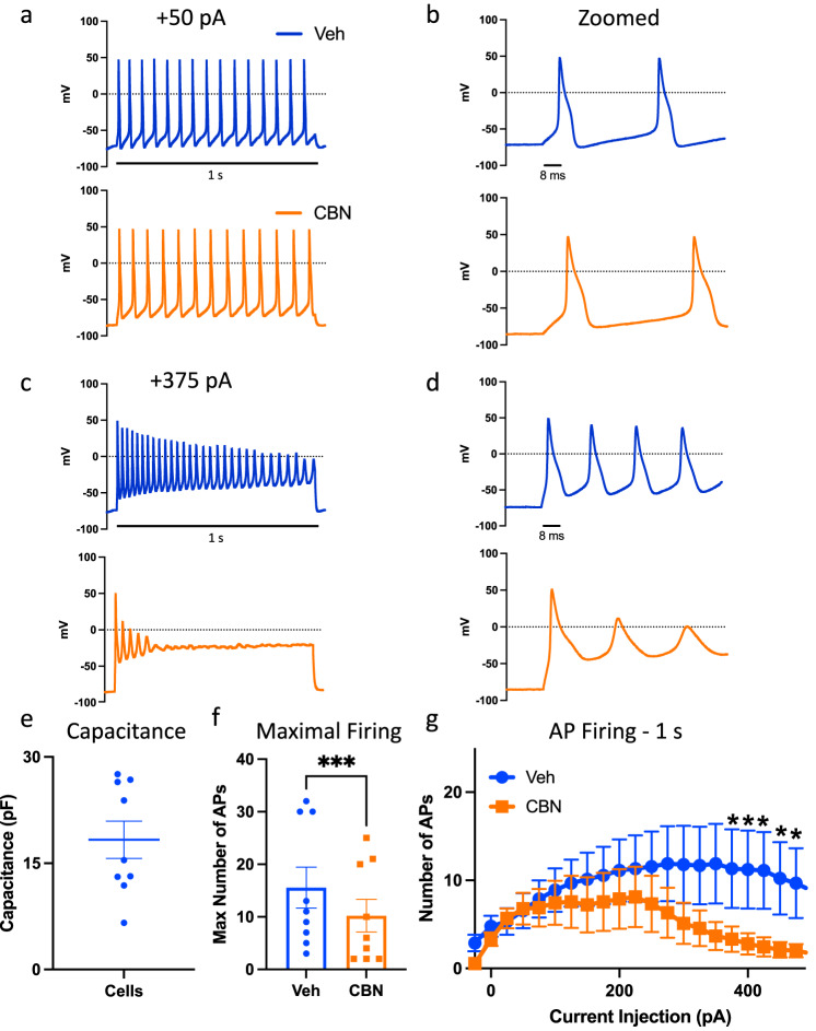 CBN inhibits triggered excitability.a–d All measurements are matched-paired. Sample action potential traces at +50 and +375 pA current injections. e Cell capacitance distribution. f Maximal number of action potentials in Veh vs. CBN. g Collected results for the number of action potentials during 1 s of current injections in Veh vs. CBN (15 µM). Data shown as means ± SEM (n = 9). * Indicates p < 0.05.