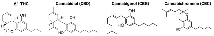 Chemical structures of major phytocannabinoids. Structures of the four principal phytocannabinoids evaluated for SGLT2 modulation: Δ9-THC, cannabidiol (CBD), cannabigerol (CBG), and cannabichromene (CBC).