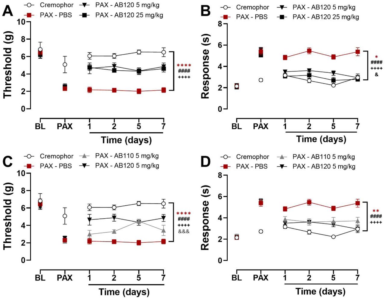 Tolerance did not develop to repeated daily systemic dosing with CB2-specific antibody agonists AB110 and AB120 in paclitaxel-treated female mice. AB120 (5 and 25 mg/kg, i.p.) produced sustained attenuation of paclitaxel-induced (A) mechanical and (B) cold hypersensitivity with repeated administration. AB120 5 mg/kg produced sustained attenuation of (C) mechanical hypersensitivity with superior efficacy compared to AB110 (5 mg/kg, i.p.). Both antibody agonists produced comparable suppression of paclitaxel-induced (D) cold hypersensitivity following repeated administration. Data show mean (± SEM) (n=4-6). Two-way ANOVA followed by Bonferroni’s post hoc test. Brackets (main treatment effect): *P<0.05,**P<0.01,****P<0.0001 Cremophor vs. PAX-treated groups; Panels A-B: ####P<0.0001 PAX-PBS vs. PAX-AB120 5 mg/kg; ++++P<0.0001 PAX-PBS vs. PAX-AB120 25 mg/kg; &P<0.05 PAX-AB120 5 mg/kg vs. PAX-AB120 25 mg/kg. Panel B: Cremophor vehicle did not differ from PAX-AB120 25 mg/kg; Panels C-D: ####P<0.0001 PAX-PBS vs. PAX-AB120 5 mg/kg; ++++P<0.0001 PAX-PBS vs. PAX-AB110 5 mg/kg; &&& P <0.001 PAX-AB110 vs. PAX-AB120.
