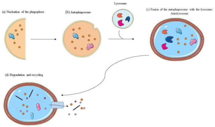 Autophagy is a complex self-degradation process that involves the following key steps: (a) phagophore formation; (b) maturation of the autophagosome; (c) fusion with the lysosome; and (d) degradation by lysosomal proteases of engulfed molecules and recycling.