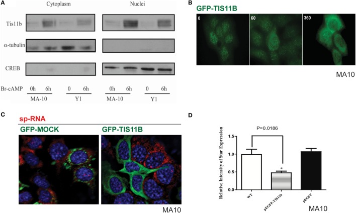 Nuclear/cytoplasmic distribution of Tis11b and activity. (A) TIS11b protein expression in the nuclei and cytoplasm of Y-1 and MA-10 cells under basal conditions and after stimulation (6 h/400 μM Br-cAMP). (B) Effects of stimulation time on TIS11b immunohistochemistry in MA-10 cells. (C) Stimulation of StAR sp-RNA/mRNA in MA-10 cells transfected with either mock CMV–GFP or CMV–Tis11b–GFP. (D) Quantitation of StAR sp-RNA/mRNA in MA-10 cells transfected with either mock CMV–GFP or CMV–Tis11b–GFP.
