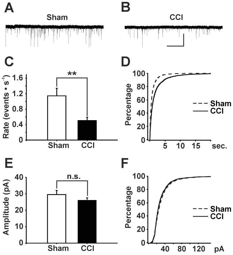 Effects of CCI on mEPSC rates and amplitudes recorded from EGFP-labeled, GABAergic neurons.Representative traces of mEPSCs at a holding potential of -75 mV in sham- (A) and CCI-treated (B) animals (scale bar: 10 s; 50 pA). (C) CCI treated mice exhibited a reduced rate in mEPSCs recorded from GABAergic neurons (n = 34) as compared to sham-operated animals (n = 26 neurons; *** P < 0.001, Mann-Whitney rank sum test). Data: mean ± s.e.m. (D) Corresponding cumulative probability plot of inter-event-intervals of mEPSCs. (E) Amplitudes of mEPSCs were not significantly changed in CCI treated mice (n = 34 neurons) as compared to sham control (n = 26 neurons, P>0.1, Mann-Whitney rank sum test). Data: mean ± s.e.m. (F) Corresponding cumulative probability plot of mEPSC amplitudes.