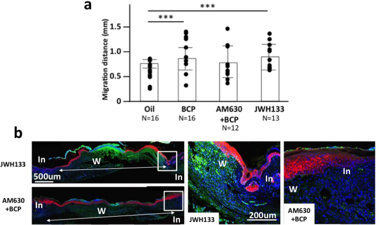 Re-epithelialization (K14+ distance from wound edge) in the mice exposed to BCP, Oil, CB2 agonist JWH133, and BCP+CB2 antagonist AM633.(a) Length of K14+ staining area from the boundary of intact and wounded area to the center of the wound in skin harvested on post-surgery day 5 from mice exposed to BCP, oil, JWH133 or injected CB2 antagonist AM630 daily before daily treatment with BCP. Dots indicate each data and the height of bars indicates the median. Horizontal lines indicate quartiles. ANOVA, F3,53=5.51, P=0.002) (ANOVA, F3,53=5.51, P=0.002. Post-hoc pairwise analyses between BCP vs. oil, Tukey’s post-hoc pairwise comparison, P=0.002, CB2 agonist JMW133 group vs. oil group, Tukey’s post-hoc pairwise comparison, P=0.071, and CB2 antagonist AM630+BCP group vs. BCP group, Tukey’s pairwise comparison, P=0.097; BCP, n=9, Oil, n=10, JWH133, n=8, AM630+BCP, n=7). (b) Representative images of JWH133 group and BCP+AM630 group. In: Intact area, W: wounded area.