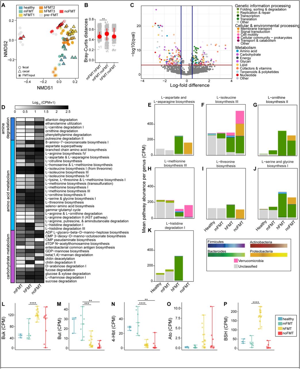 Genes, pathways, and contributing taxa vary with FMT source, independent of C. difficile clearanceA) NMDS of Bray-Curtis dissimilarity (stress= 0.1109) and B) Bray-Curtis distances based on KEGG Orthologs (KOs) identified in fecal and cecal samples from mice. Asterisks denote significance (** p < 0.05) determined using Kruskal-Wallis test, with a post-hoc Dunn test C) KOs identified to be significantly different in abundance between mice that did or did not clear C. difficile (based on MaAsLin2; linear model with BH correction, q ≤ 0.001). D) Mean log10-transformed (CPM + 1) of amine, amino acid, and carbohydrate metabolism MetaCyc Pathways significantly different across treatment groups compared to mice treated with mFMT (based on MaAsLin2; linear model with BH correction, q ≤ 0.001). E-K) CPM of genes belonging to the labeled amino acid metabolism MetaCyc Pathway, colored by the genus that encodes it. L-P) CPM of Uniref90 genes associated with bile salt hydrolase (Bsh) or terminal genes involved in butyrate production (buk, but, 4-Hbt, and Ato). Asterisks denote significance (** p < 0.01, *** p < 0.001, **** p < 0.0001) determined using Kruskal-Wallis test, with a post-hoc pairwise Wilcoxon rank-sum test.
