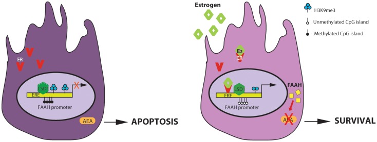 Regulation of AEA-degrading enzyme FAAH expression by estrogen in Sertoli cells. E2 regulates FAAH transcription by direct binding of estrogen receptor (ER) and epigenetic mechanisms including histone modification and DNA methylation. On the left: in the absence of estrogens, faah proximal promoter is methylated at DNA CpG sites and at lysine 9 of H3 histone and it is not competent for transcription. The final outcome is an increase AEA-induced apoptosis of Sertoli cells. On the right: estrogens activates the AEA-degrading enzyme FAAH transcription, through ER binding at ERE sites and reduction of DNA and H3K9me3 methylation. The direct/indirect interaction with histone demethylase LSD1, constitutively recruited at this site, is necessary for estrogen-induced transcription. The final outcome is a decrease of AEA-induced apoptosis of Sertoli cells (ERE, estrogen response element).
