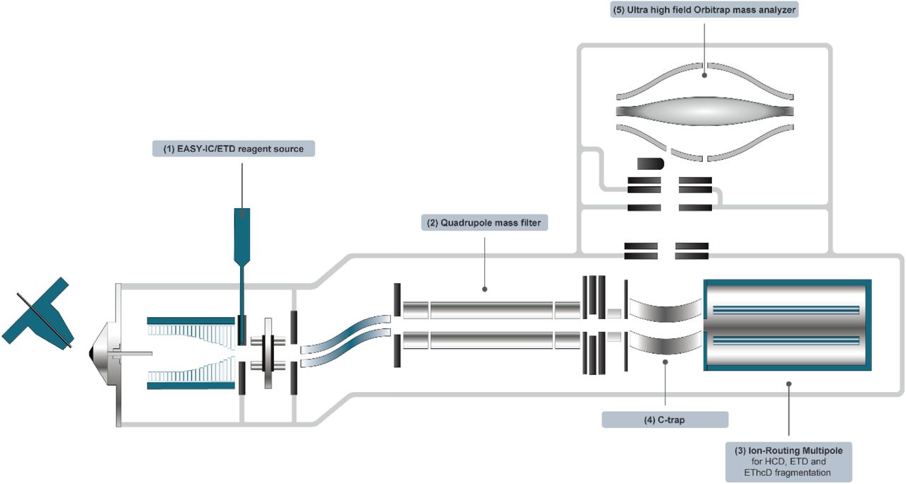 Schematic of the Orbitrap Excedion Pro mass spectrometer with ETD and EThcD capabilities.In particular, the new features of the mass spectrometer are highlighted, including the (1) EASY-IC/ETD™ reagent source enabling Electron-transfer dissociation (ETD), (2) quadrupole mass filter for selecting ion packets and sending for fragmentation, either HCD, ETD or EThcD, in the (3) Ion-Routing Multipole. The resulting fragments are then passed to the (4) C-Trap before injection in the (5) ultra high field Orbitrap mass analyzer.