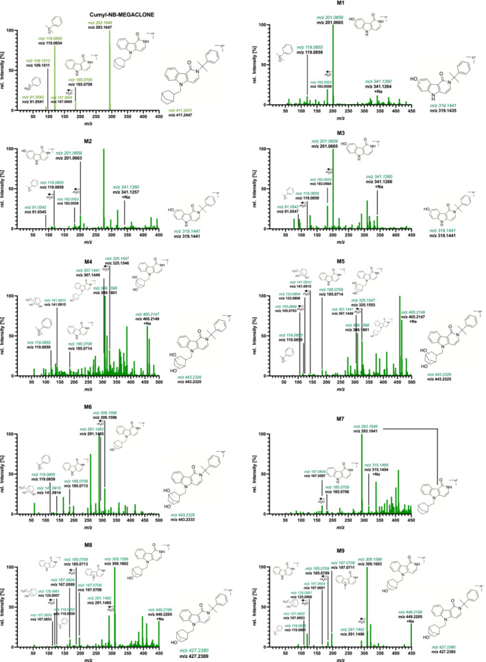 Liquid chromatography–quadrupole time‐of‐flight mass spectrometry spectra of Cumyl‐NBMEGACLONE (M00, taken from analysis of the reference standard) and of its urinary metabolites as observed in authentic urine specimens. m/z is shown as theoretical, colored and in italic, and experimental, bolded in black, just below.